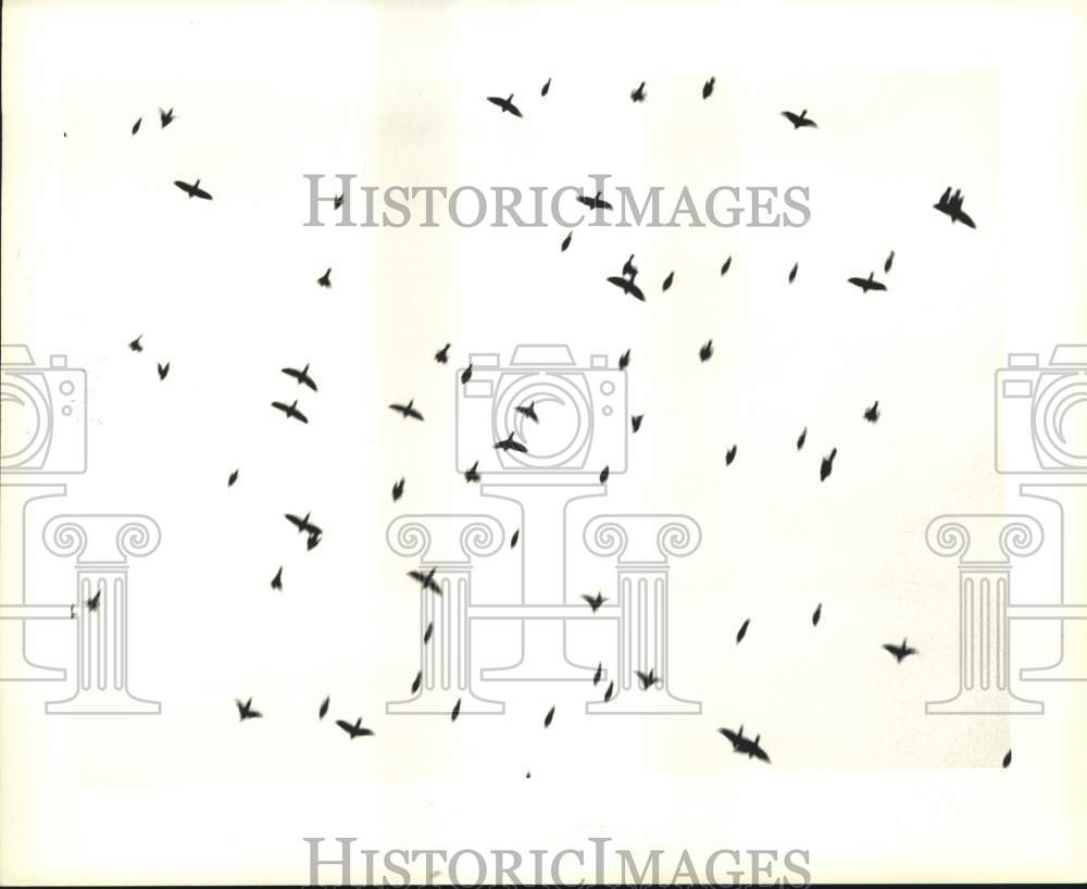 1989 View of Grackles in Flight-Historic Images