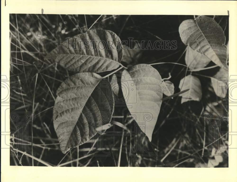 1985 Press Photo Poison Ivy vine - saa56085 - Historic Images