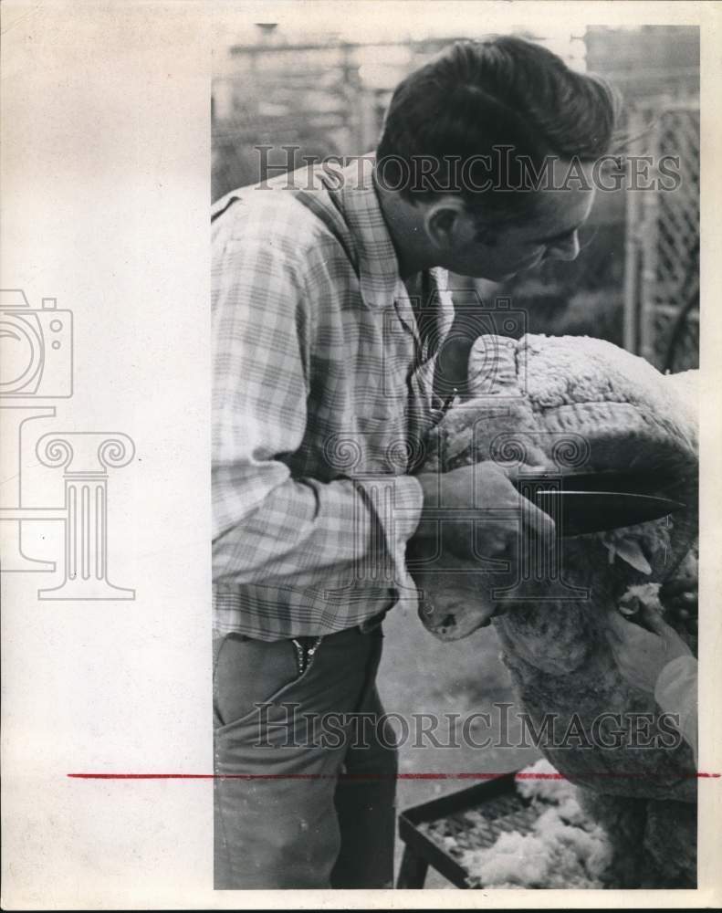 1971 Press Photo Tommy Tatum trimming a Rambouillet ram at Livestock Show, Texas - Historic Images