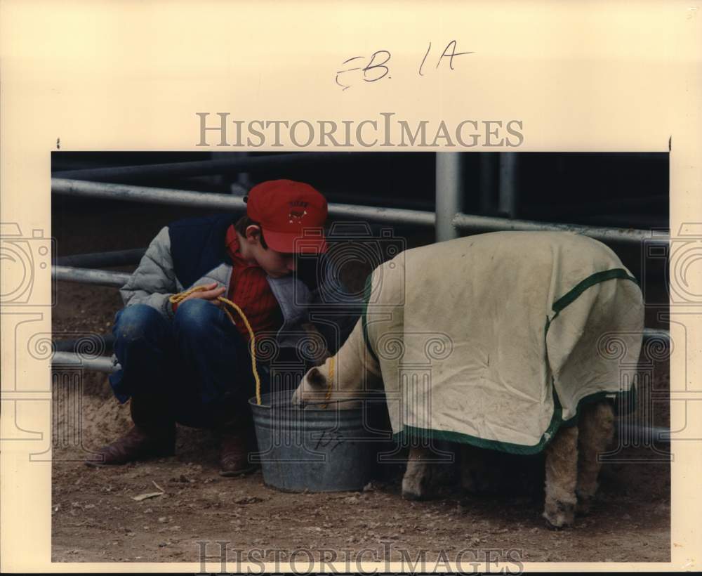 1988 Press Photo Tim Siler, 9, waters his Southdown lamb at Stock Show, Texas- Historic Images