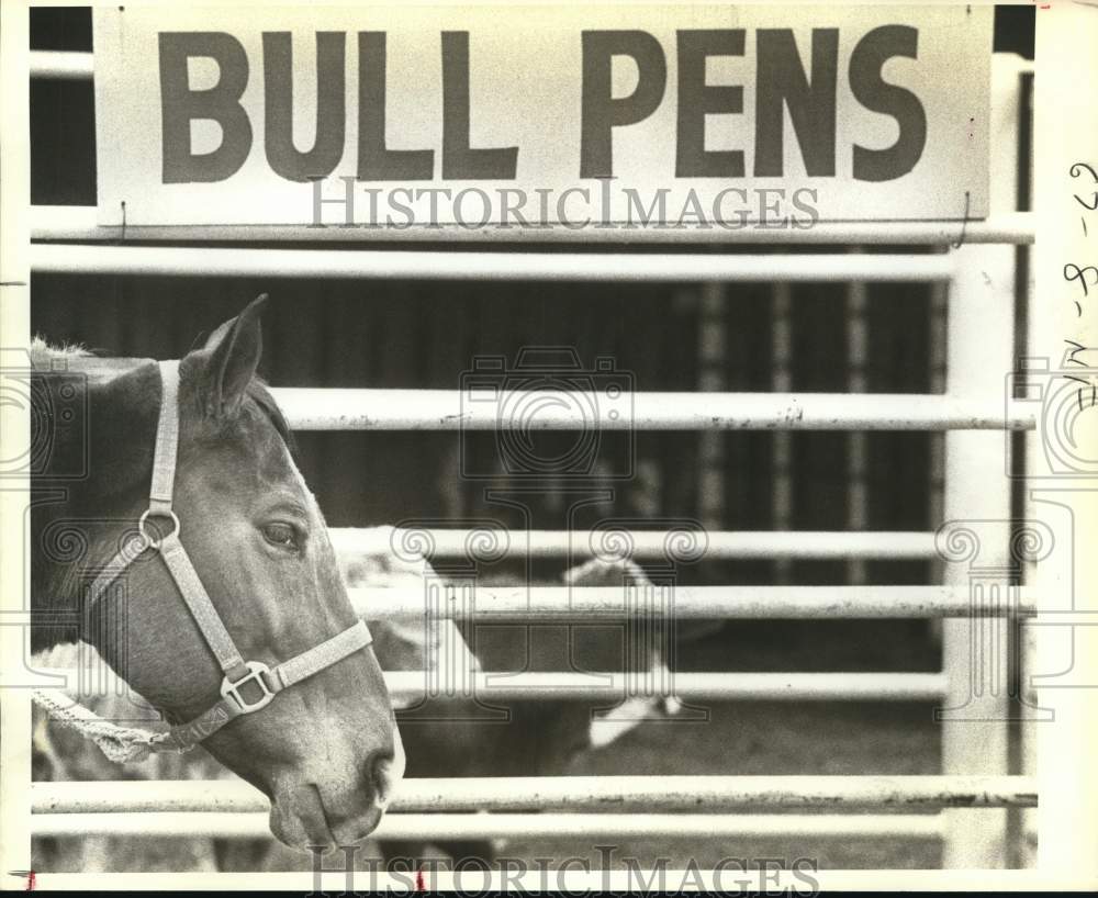 1983 Press Photo Horse in Bull Pen at San Antonio Stock and Rodeo Show, Texas- Historic Images