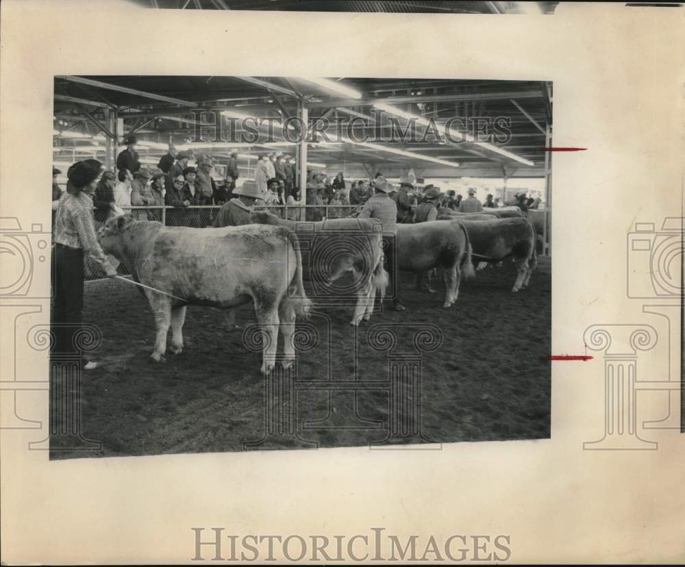 1971 Press Photo Judging Of Steer Quality At San Antonio Livestock Show & Rodeo- Historic Images
