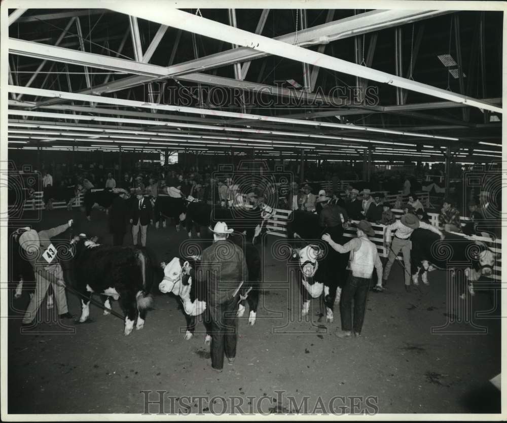 1966 Press Photo Cows being judged at a stock show - saa58488- Historic Images