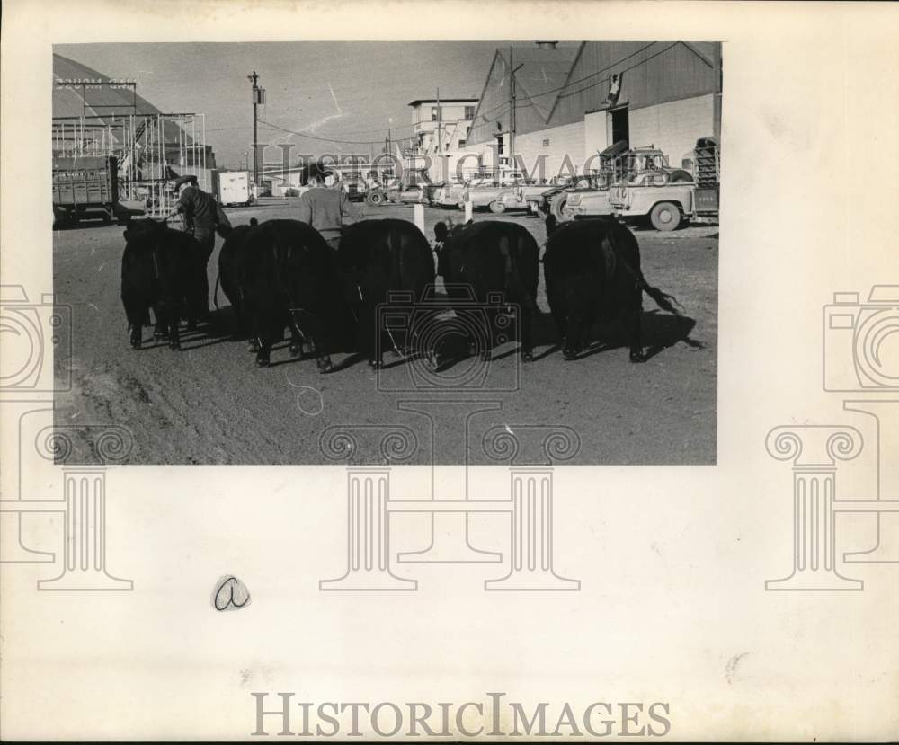 1966 Press Photo Gentlemen walking steer at Stock Show, Texas - saa58541- Historic Images