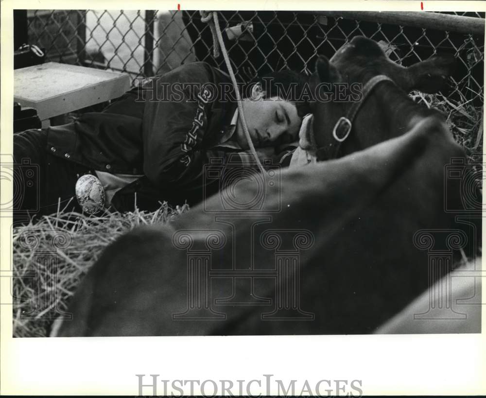 1985 Press Photo Steve Larison &amp; cow sleeping at San Antonio Stock Show &amp; Rodeo - Historic Images