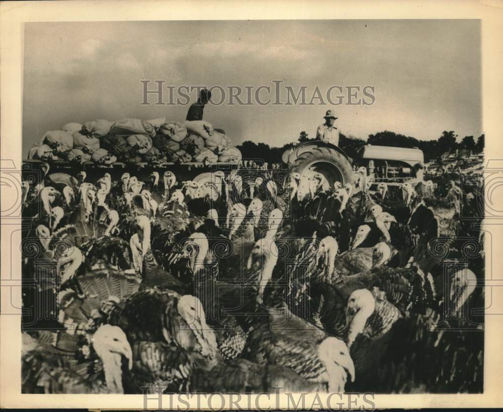 1946 Press Photo Turkeys on Burt Sauers Farm near Carmel, Indiana - saa87525- Historic Images