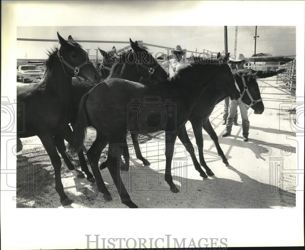 1989 Press Photo Stolen Horses recovered &amp; kept at Freeman Coliseum - saa87796 - Historic Images