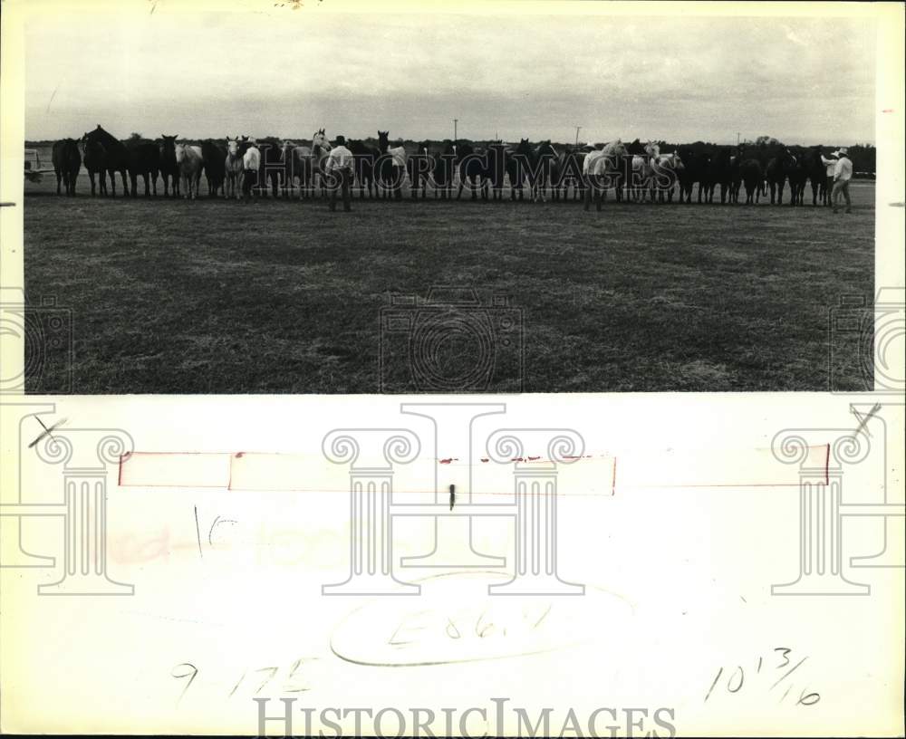 Press Photo Farmers Line Up Horses in Field - saa90651- Historic Images