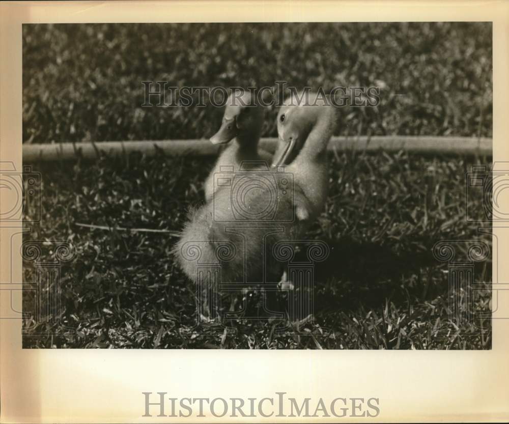 Press Photo Ducks in Grass - saa92074 - Historic Images