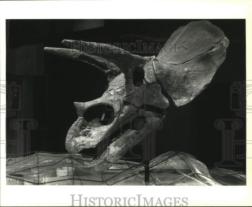 Press Photo 65+ million year old fossilized Triceratops skull at Houston Museum - Historic Images