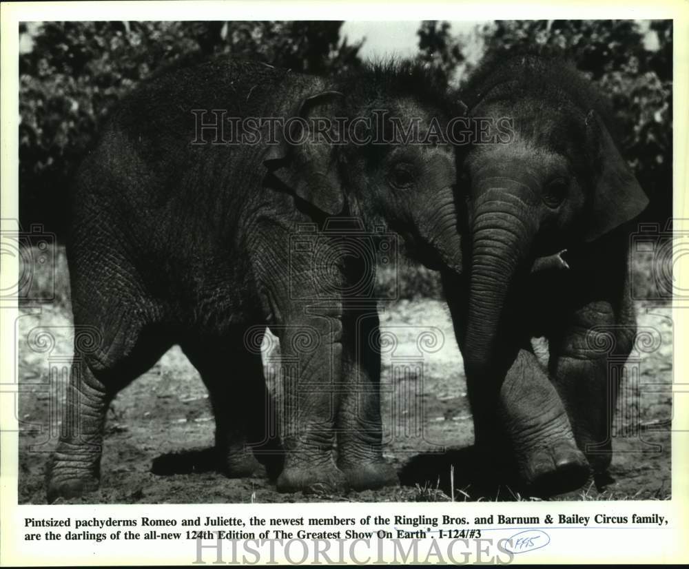 1995 Press Photo Elephants with Ringling Bros. and Barnum &amp; Bailey Circus. - Historic Images