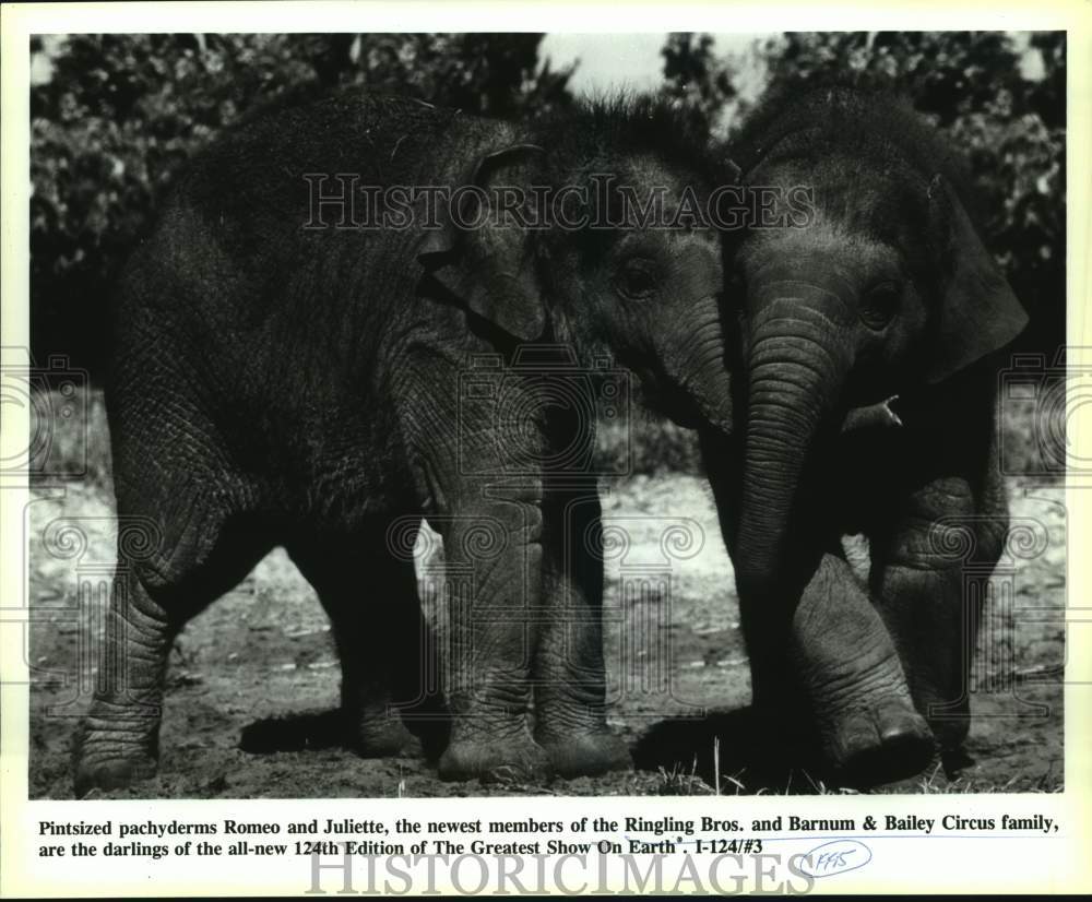 1995 Press Photo Elephants with Ringling Bros. and Barnum & Bailey Circus. - Historic Images
