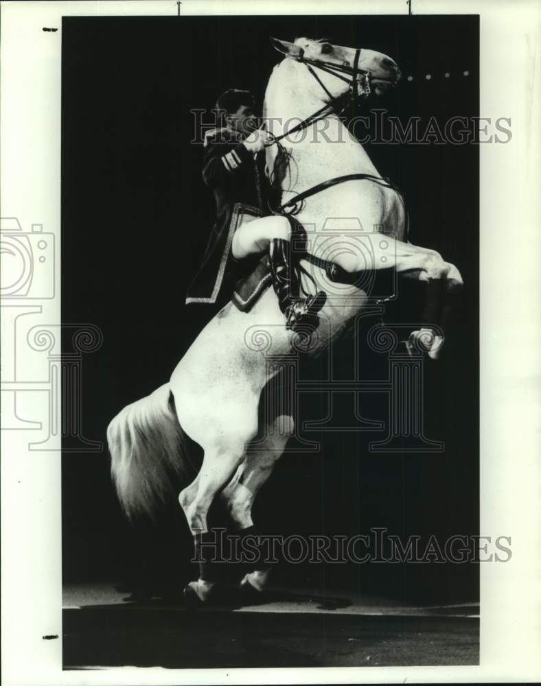 Press Photo Royal Lipizzaner Stallion Performs - sap59647 - Historic Images