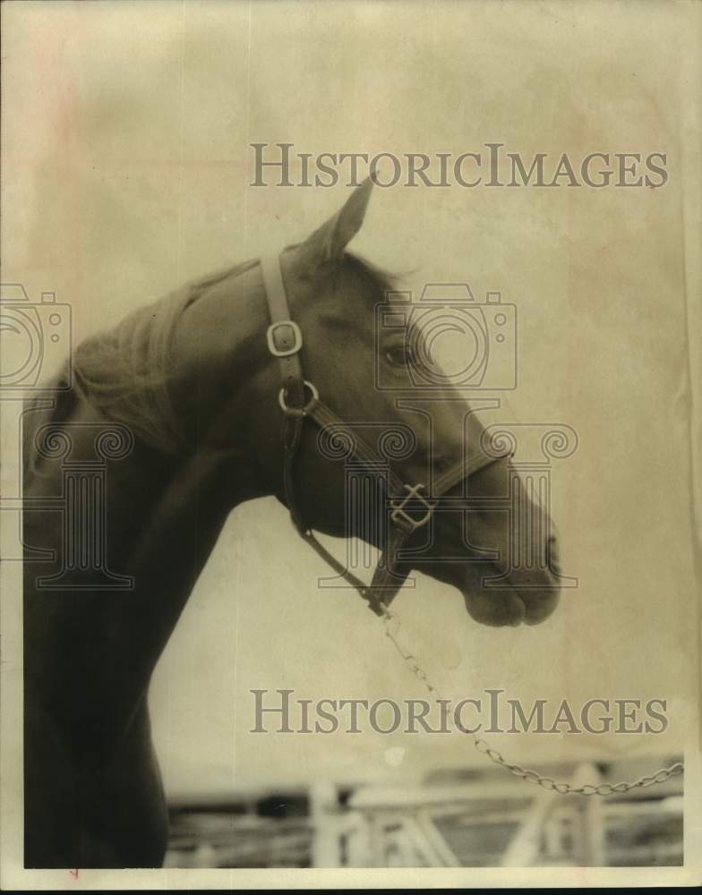 1971 Press Photo Race Horse Red in Profile, Tehuacana, Texas - sas20466- Historic Images