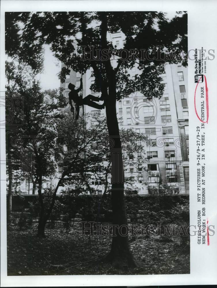 Press Photo Bob Redman at work in a tree in Central Park, New York - sax21091- Historic Images