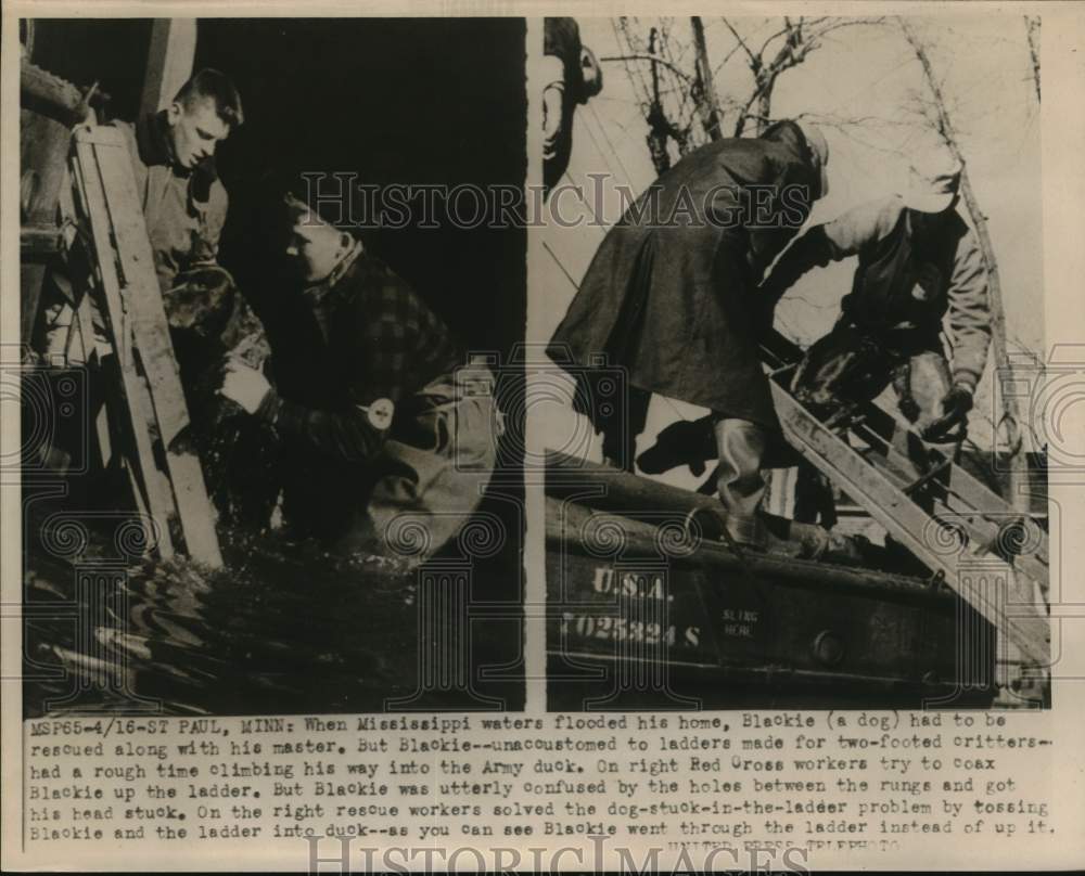 Press Photo Blackie the dog and his master rescued from flood in St. Paul- Historic Images