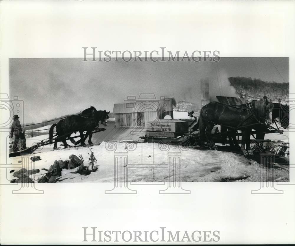 Press Photo Horses Carry Wagons of Sap at Sugar House in Farifield, Vermont- Historic Images