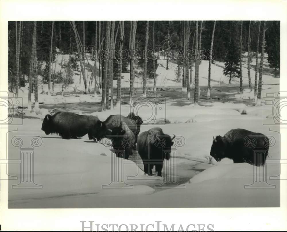 1993 Press Photo Buffalo Herd Grazing in Snow at Yellowstone Park - sax31586 - Historic Images