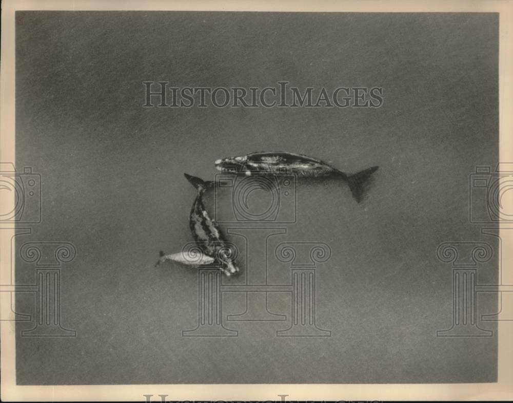 Press Photo Southern right whales basking in the Gulf of San Matias, Argentina- Historic Images