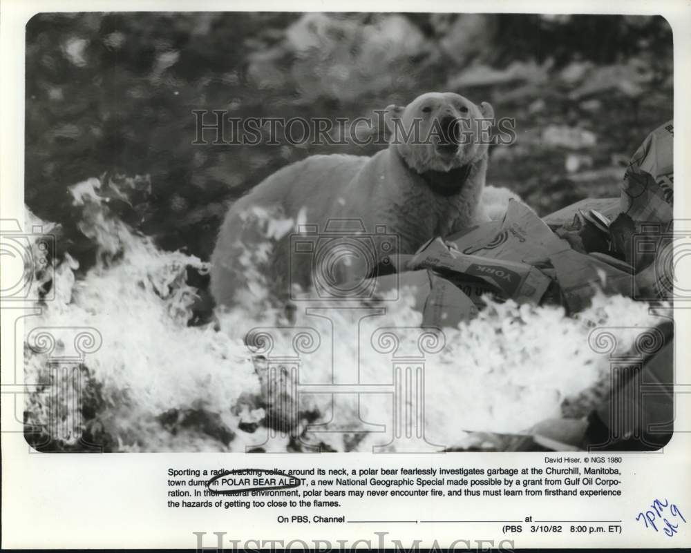 1980 Press Photo Polar Bear near a fire in Churchill, Manitoba town dump, Canada - Historic Images