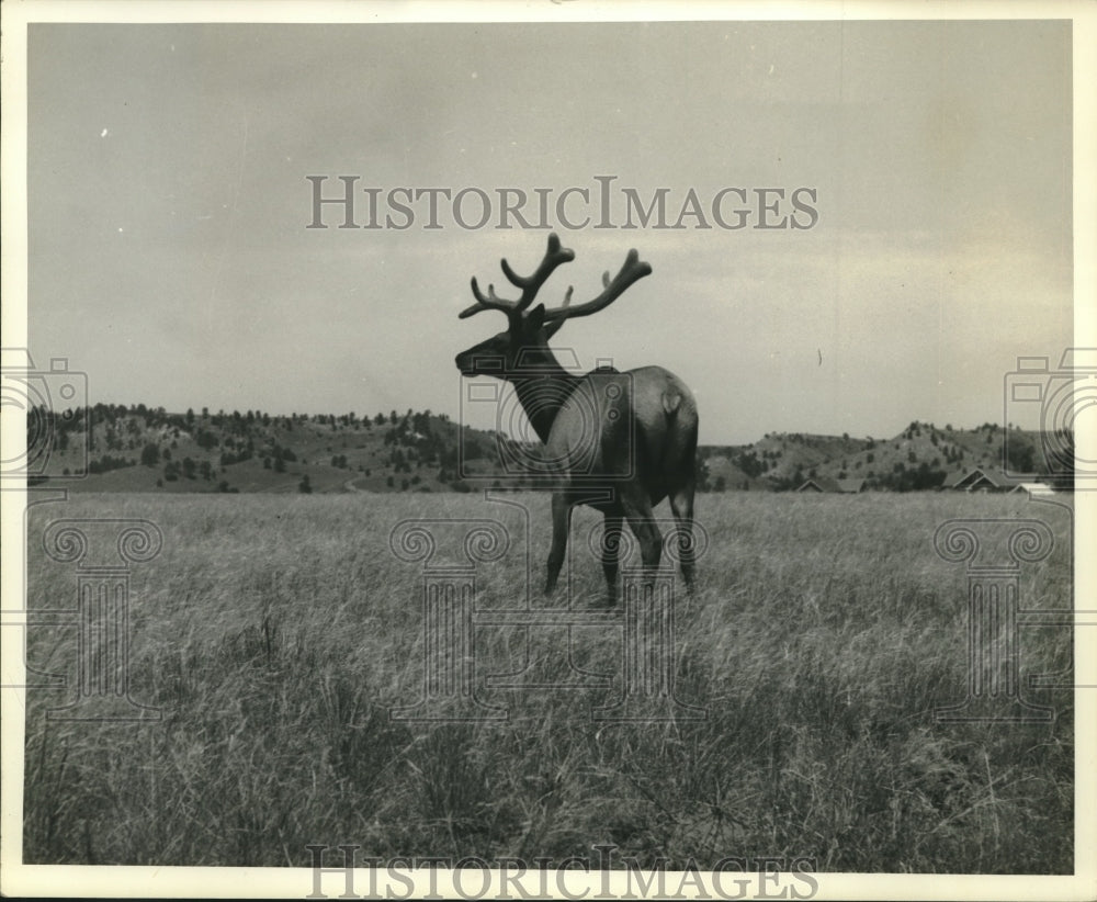 Bull Elk's Large Club Ends Grow Three Points Spear & 2 Tip Points - Historic Images