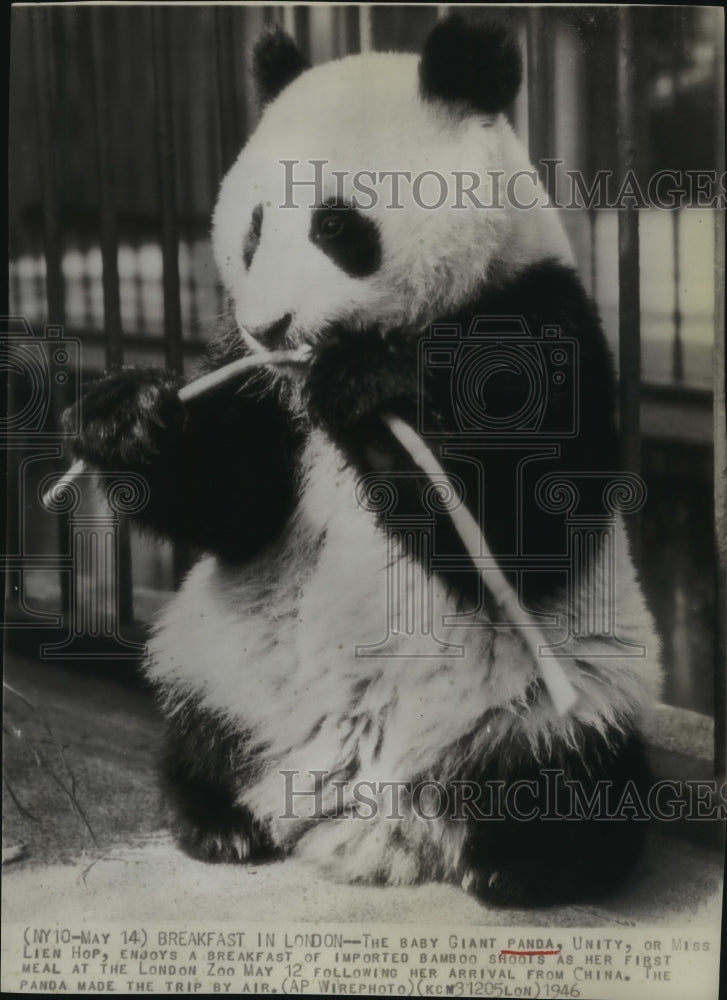 1946 Press Photo Baby Giant Panda "Unity" Enjoys Breakfast of Imported Bamboo - Historic Images