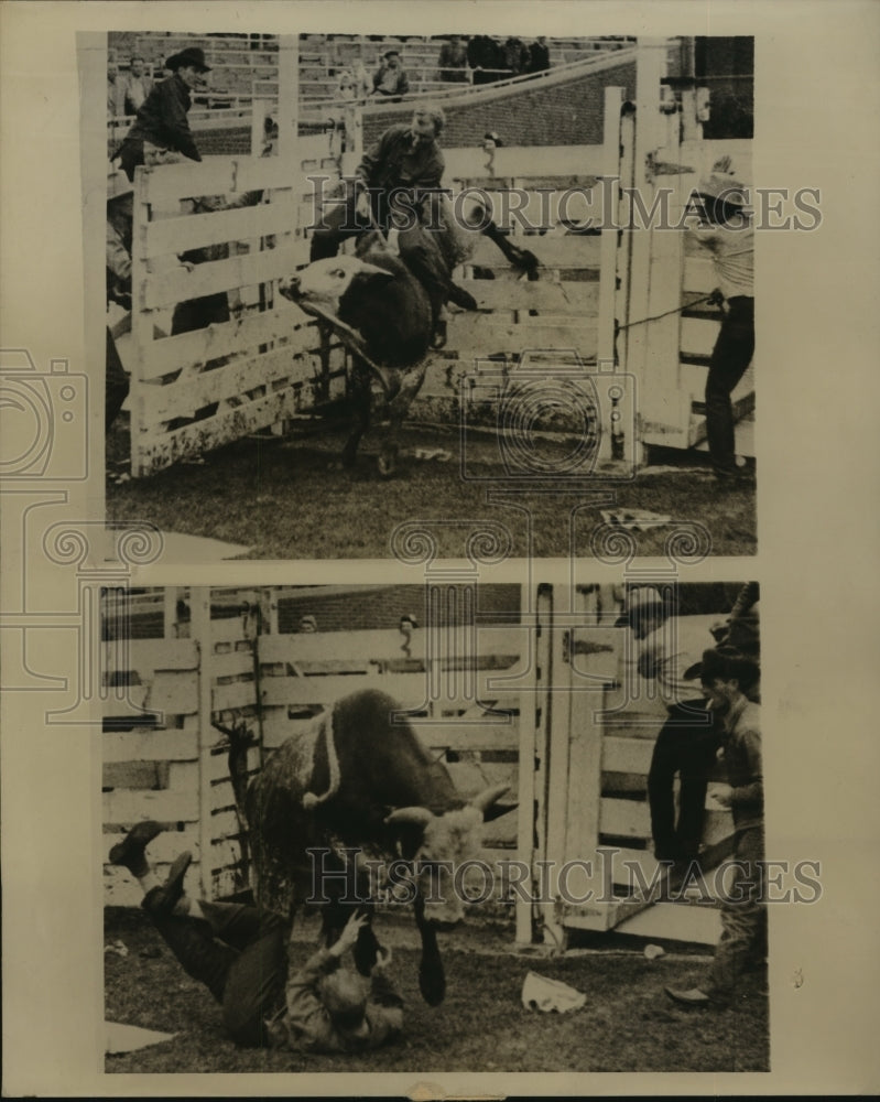 1946 Press Photo Ride "Big Syd" the Bull for 10 Seconds & Win $1,000.00- Historic Images