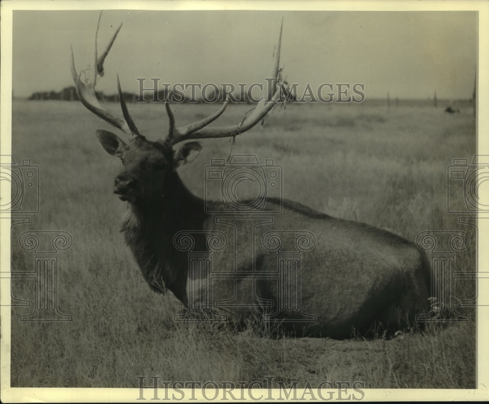 A Deer With Large Antlers Stands in a Field-Historic Images