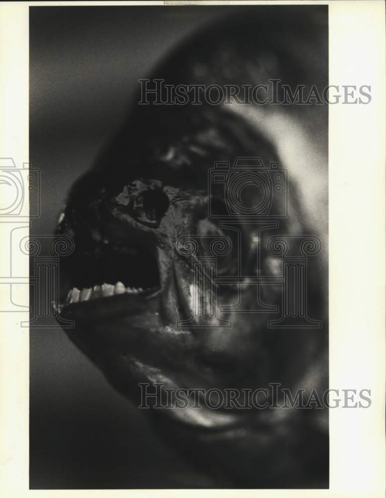 1991 Press Photo A piranha caught in Brady's Pond on Staten Island - sia05908- Historic Images