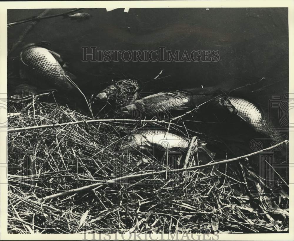 1981 Dead fish on the banks of a Snug Harbor pond - Historic Images