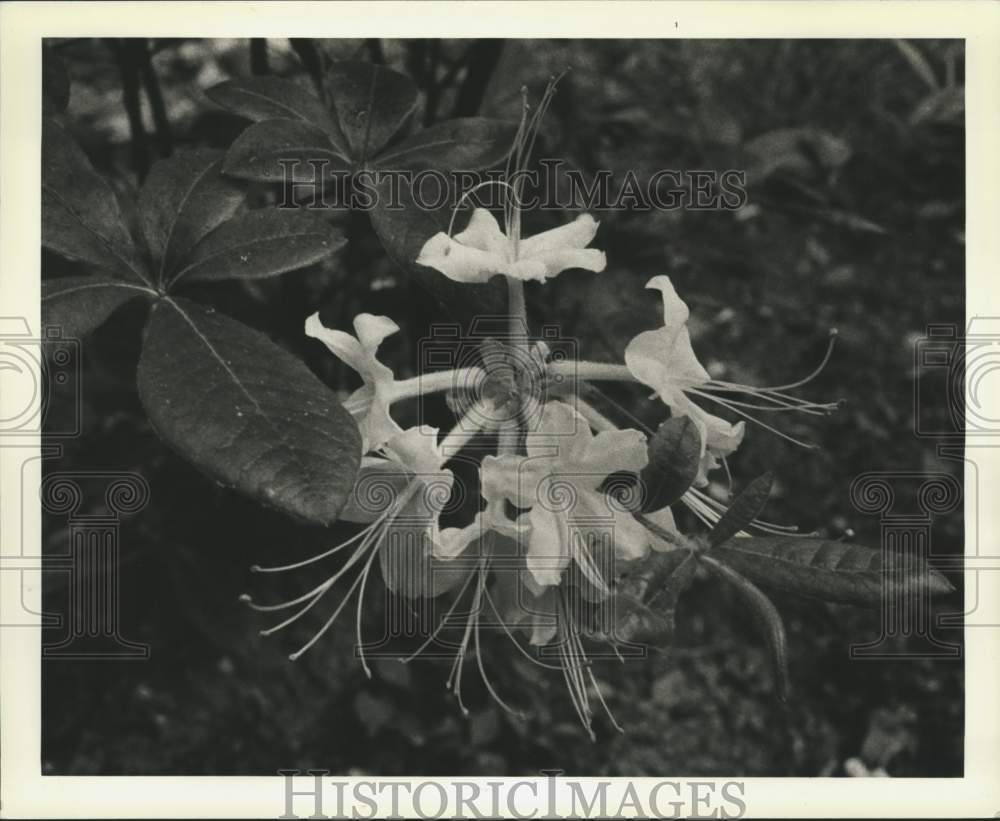 1985 Press Photo Native Pink Azalea flower, Official Flower of Staten Island - Historic Images