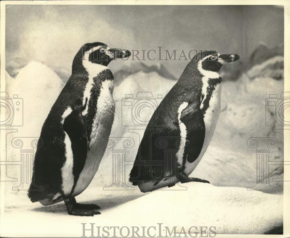 1964 Penguins at the Staten Island Zoo-Historic Images