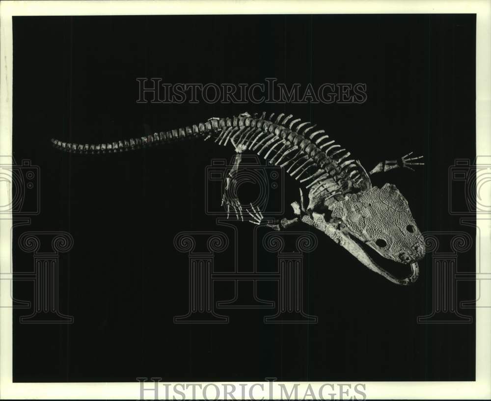 Press Photo Buettneria Sp., Early Vertebrate of Late Triassic Period, in Museum - Historic Images