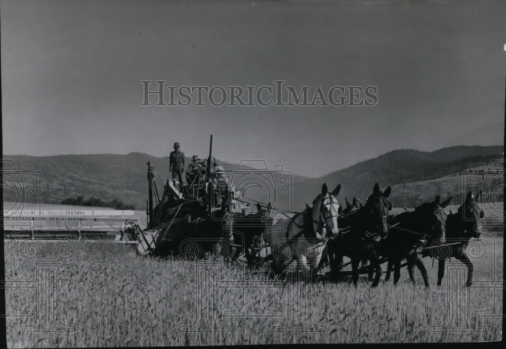 1938 Press Photo Harvest Scene - spa00243-Historic Images
