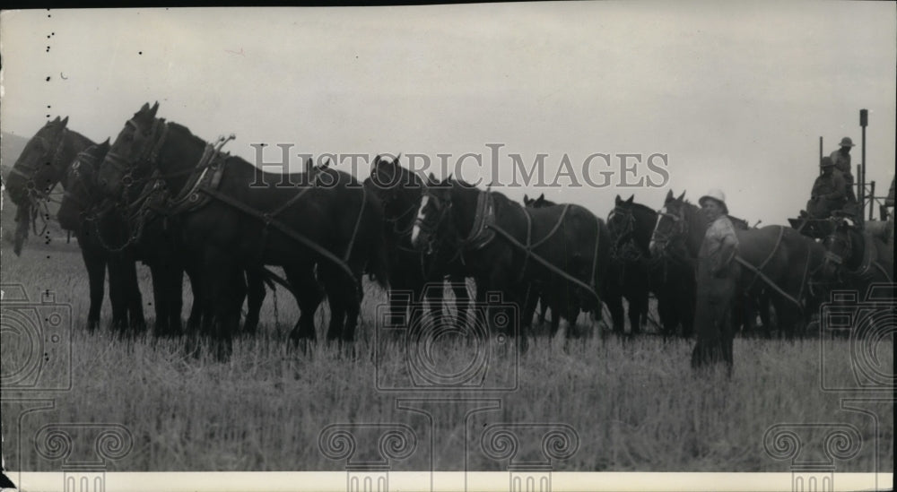 1939 Press Photo Harvesting Scene - Historic Images