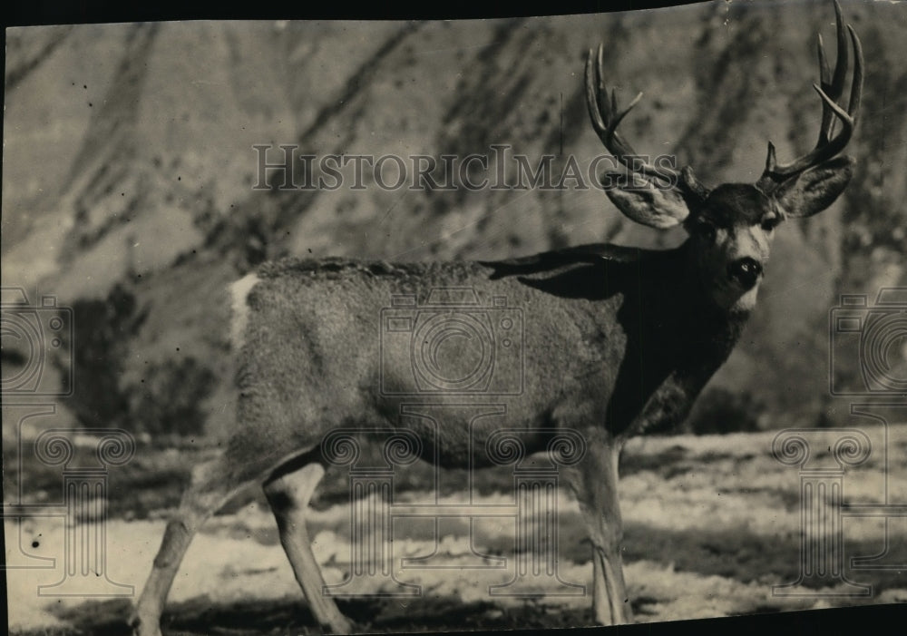 1931 Press Photo Deer in Yellowstone National Park - Historic Images
