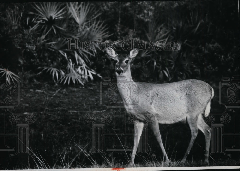1978 Whitetail deer-Historic Images