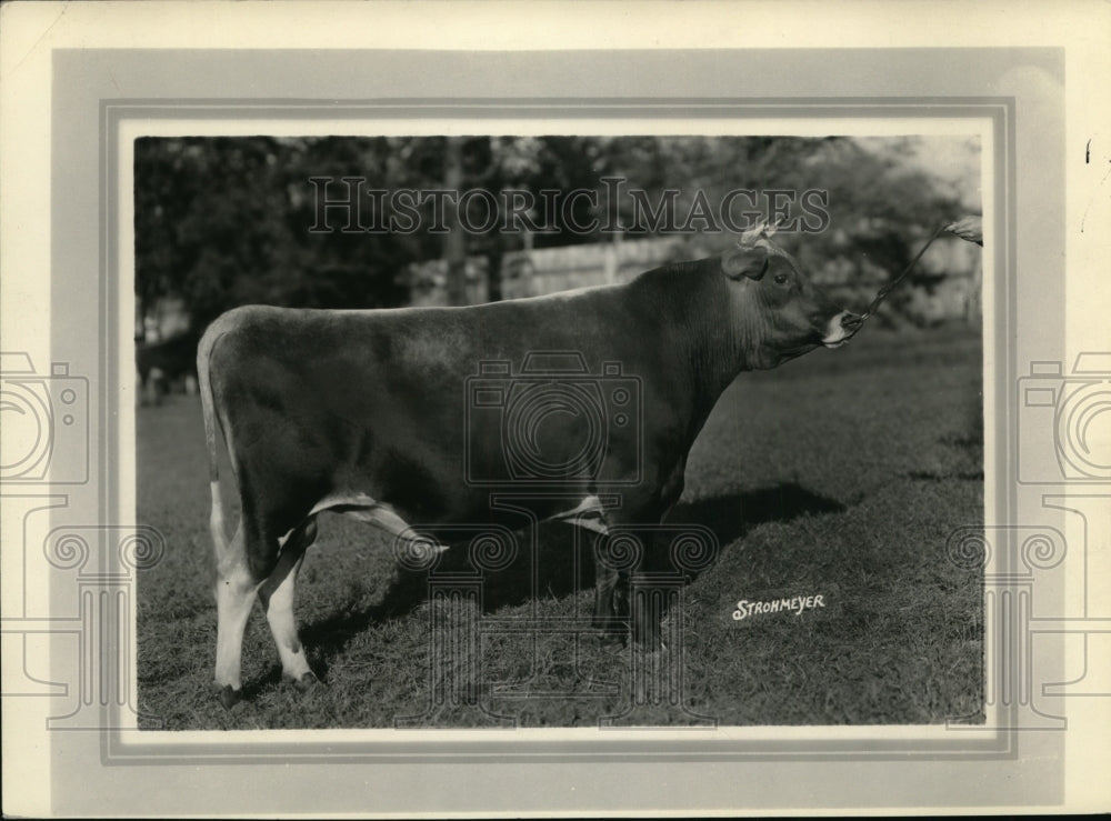 1928 Press Photo Raleighs Dairylike Majesty, Cattle - Historic Images