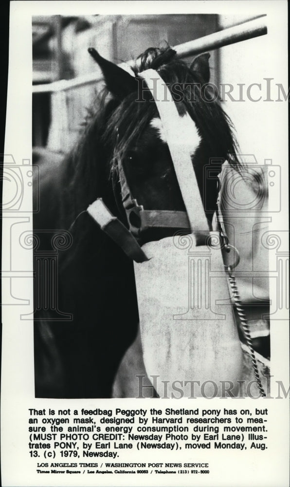 1979 Press Photo That is not a feed bag Peggoty the Shetland Pony has on- - Historic Images