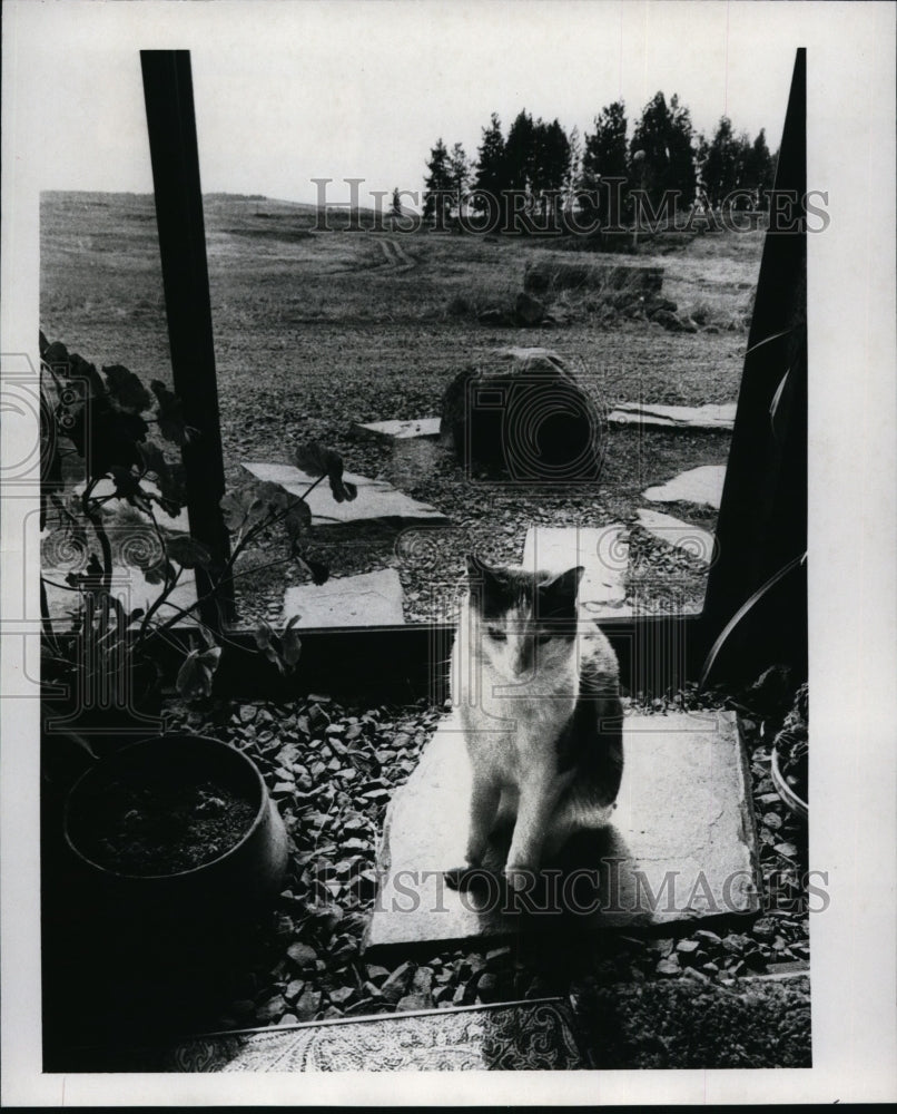 1980 Press Photo Cat - Historic Images