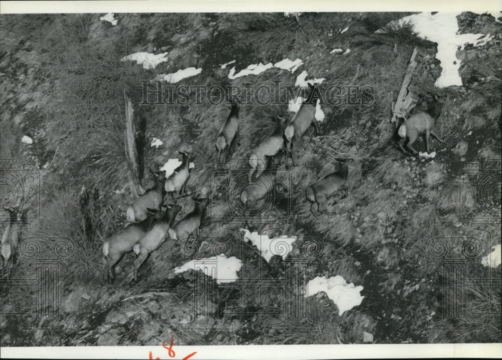 1984 Animals Elk-Historic Images