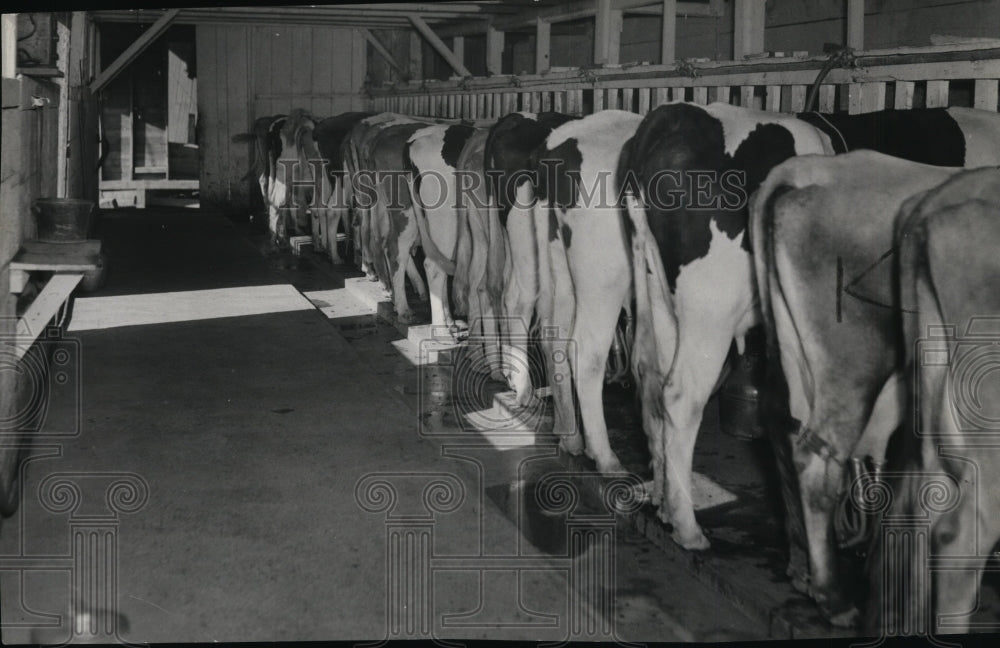 1938 Cows at a Dairy farm  - Historic Images