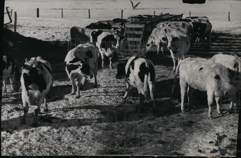 1937 Spokane County Dairy Farm  - Historic Images