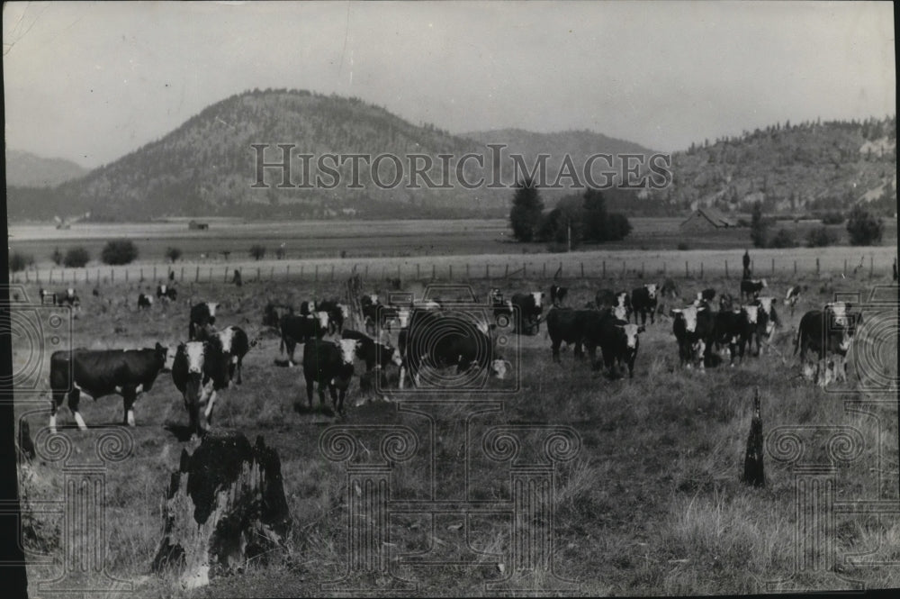 1940 Animal Cattle Grazing  - Historic Images