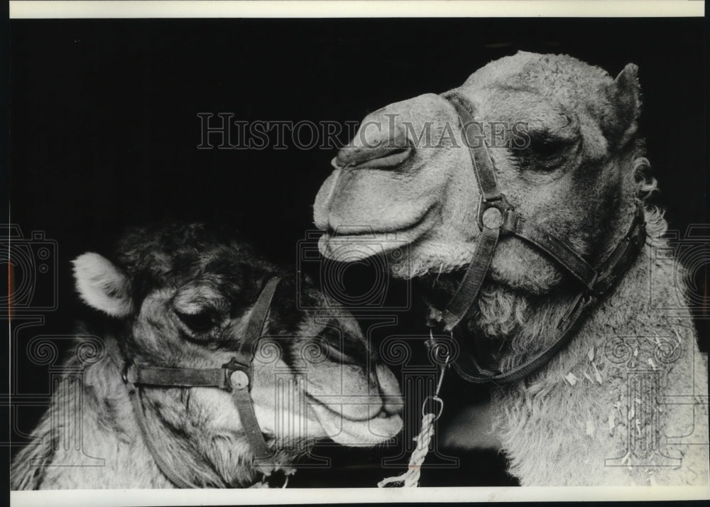 1979 Press Photo Animals Camel - spa29729-Historic Images