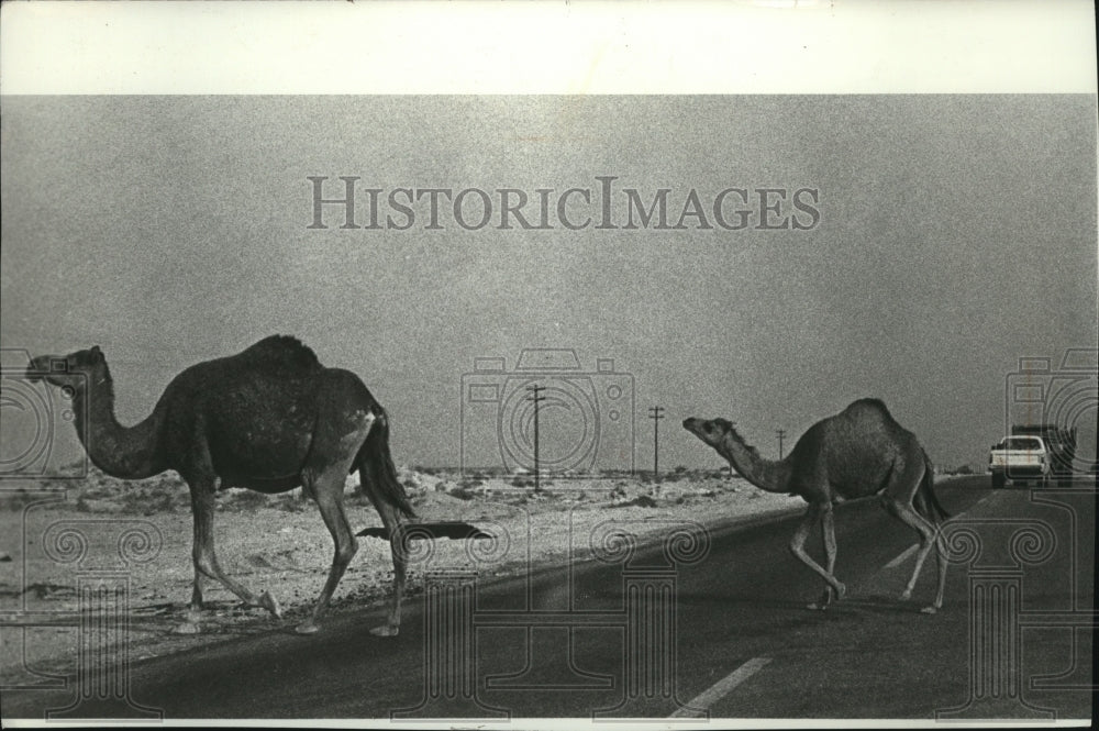 1979 Press Photo Animals Camel in Saudi Arabia - spa29730-Historic Images