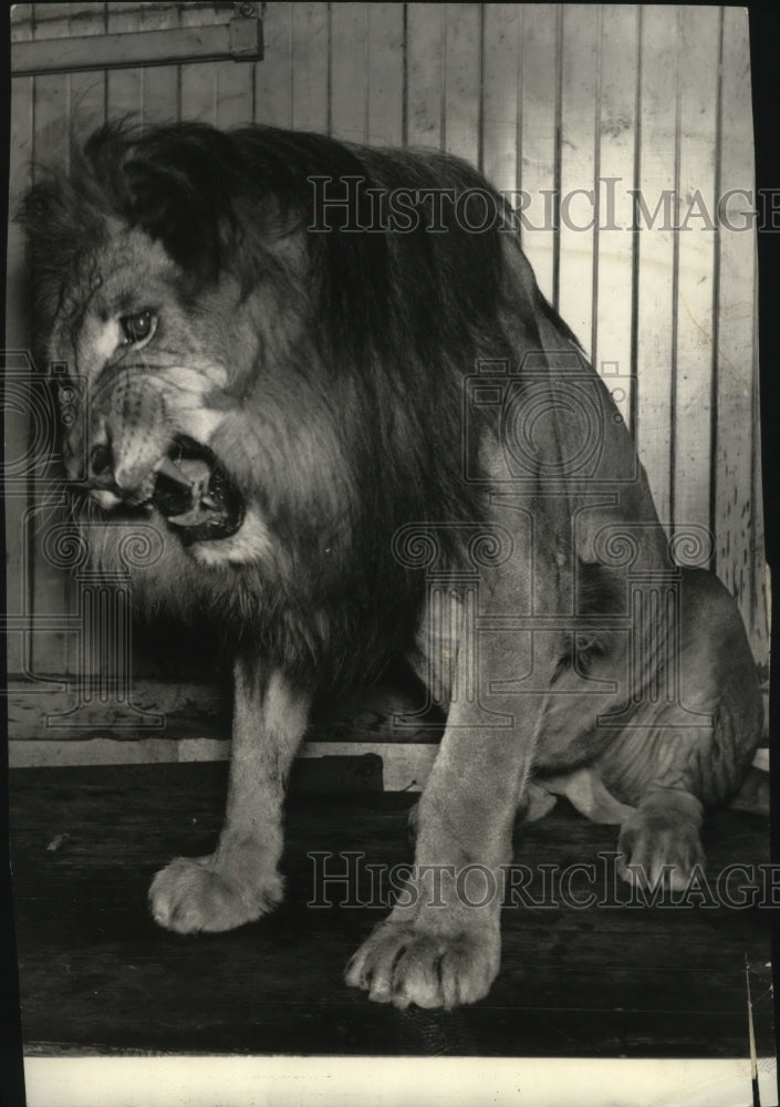 1933 Press Photo Lion Nero of the Cleveland Zoo - spa29887-Historic Images