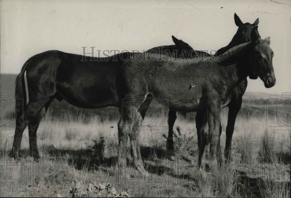 1935 Press Photo Animals Mule - spa30096-Historic Images