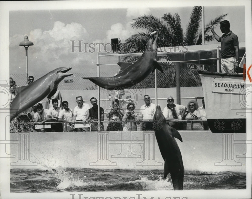 1985 Press Photo Animals Porpoises - Historic Images