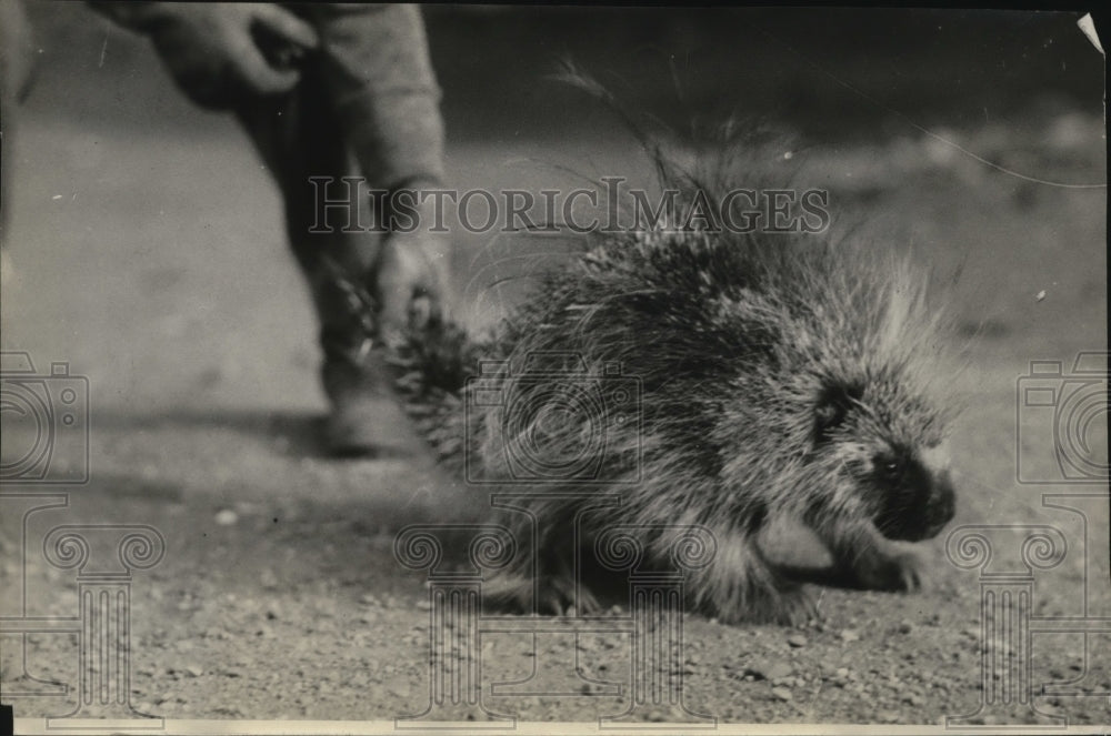 1934 Press Photo Animals Porcupine - spa30480 - Historic Images